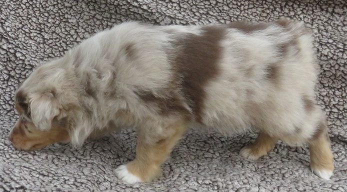 FLAIR- MINI RED MERLE MALE