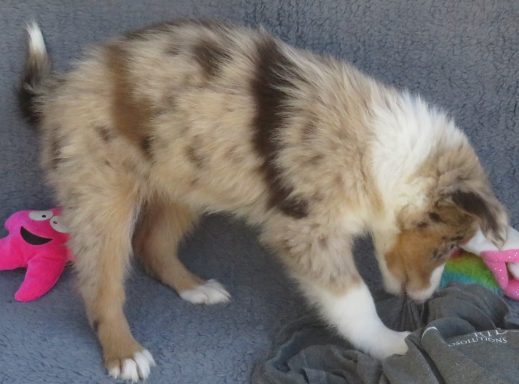 JOVIE- STANDARD RED MERLE FEMALE-SOLD