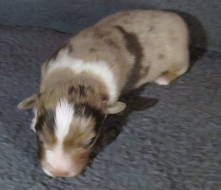 BUTTERCUP-RESERVED BUTTERCUP-RMF