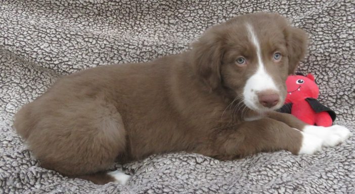 JOEY- STANDARD RED/WHITE MALE