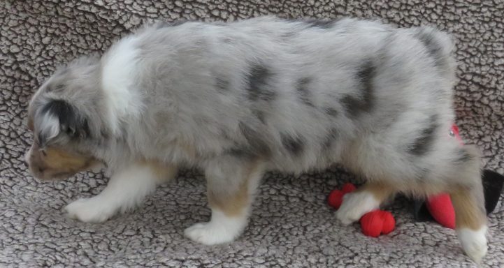 WIZARD-MINI BLUE MERLE MALE