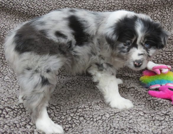 ISOBEL- STANDARD BLUE MERLE FEMALE W/TAIL
