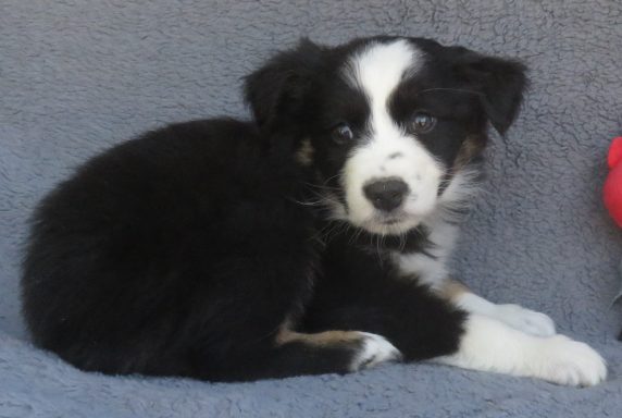 KING OF HEARTS- STANDARD BLACK TRI MALE-AVAILABLE