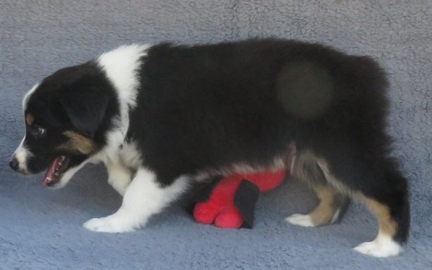 ACE- STANDARD BLACK TRI MALE-AVAILABLE
