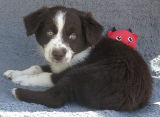 JACK- STANDARD RED TRI MALE-AVAILABLE
