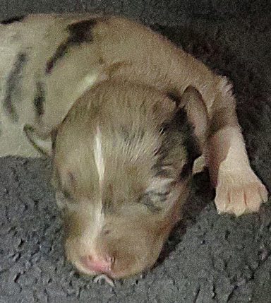 HONEYSUCKLE-BMF HONEYSUCKLE-BMF