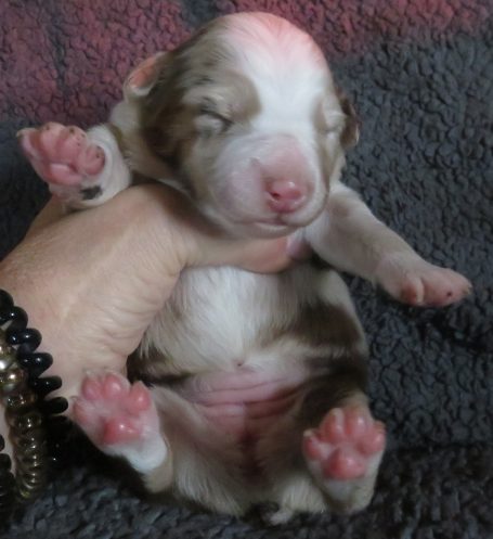 JESSICA-RMF JESSICA-RMF