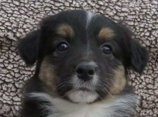 MOJO- MINI BLACK TRI FEMALE