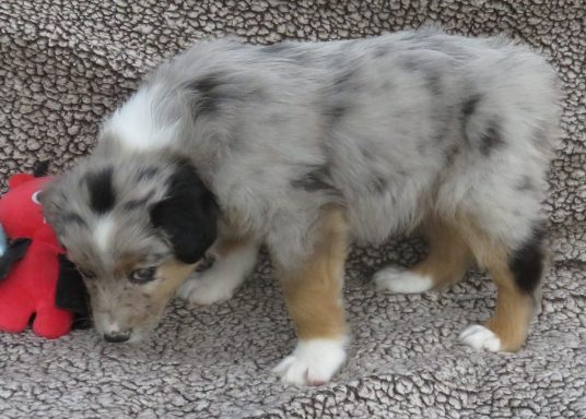 MAJIC- MINI BLUE MERLE MALE