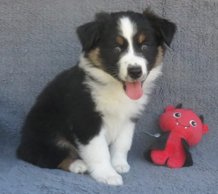 ACE- STANDARD BLACK TRI MALE-AVAILABLE