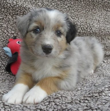 MAJIC- MINI BLUE MERLE MALE