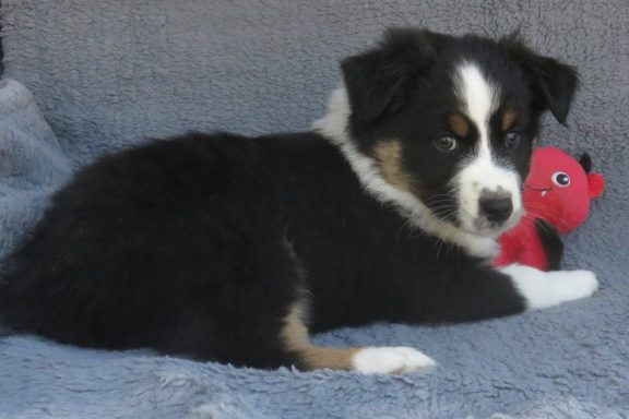 ACE- STANDARD BLACK TRI MALE-AVAILABLE