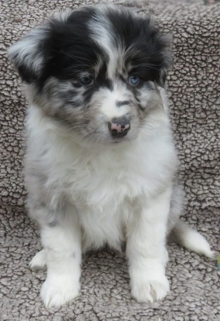 ISOBEL- STANDARD BLUE MERLE FEMALE W/TAIL