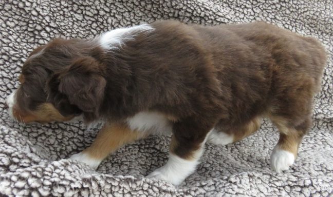 PIZAZZ- MINI RED TRI FEMALE