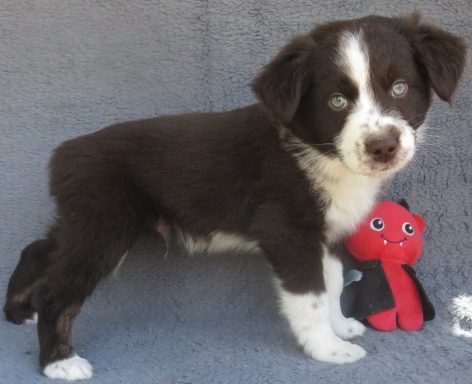 JACK- STANDARD RED TRI MALE-AVAILABLE