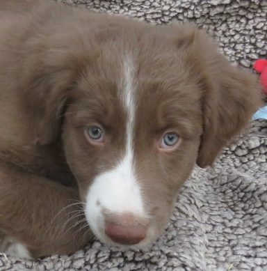 JOEY- STANDARD RED/WHITE MALE