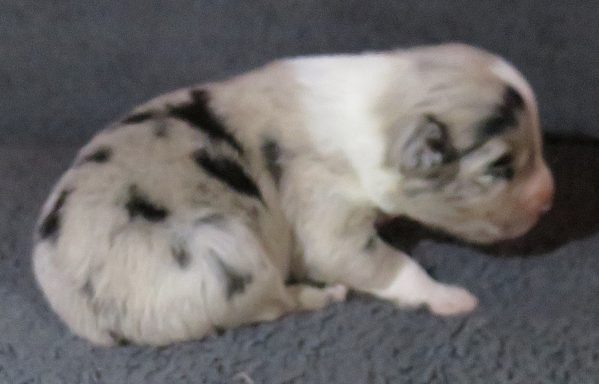 CLOVER-BMF CLOVER-BMF