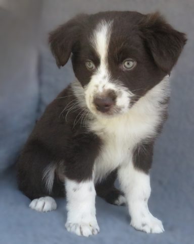 JACK- STANDARD RED TRI MALE-AVAILABLE