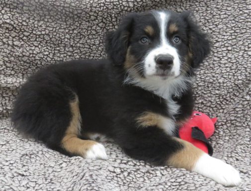 JACE- STANDARD BLACK TRI MALE