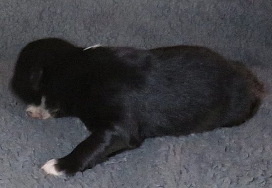 DANDY-LYON BBF DANDY-LYON BBF