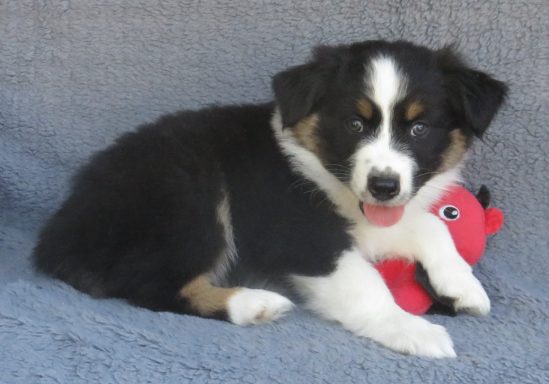 ACE- STANDARD BLACK TRI MALE-AVAILABLE
