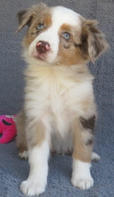 JOVIE- STANDARD RED MERLE FEMALE-SOLD