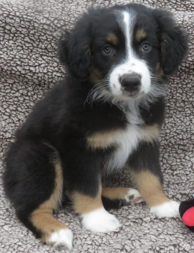 JACE- STANDARD BLACK TRI MALE