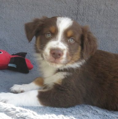 DEUCE- STANDARD RED TRI MALE-AVAILABLE