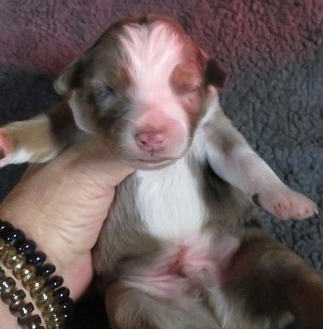 JAGGER-BMM JAGGER-BMM