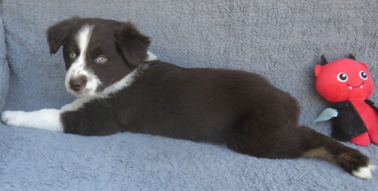 JACK- STANDARD RED TRI MALE-AVAILABLE