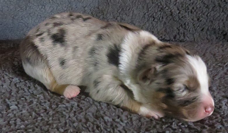 JAGGER-BMM JAGGER-BMM