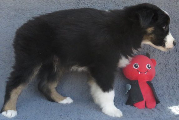 KING OF HEARTS- STANDARD BLACK TRI MALE-AVAILABLE