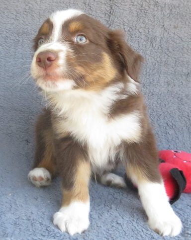 DEUCE- STANDARD RED TRI MALE-AVAILABLE