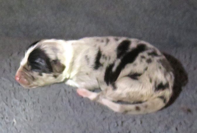 ISOBEL-BMF-W/TAIL ISOBEL-BMF-W/TAIL