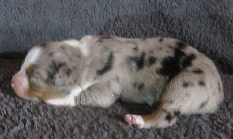 JAGGER-BMM JAGGER-BMM