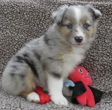 WIZARD-MINI BLUE MERLE MALE