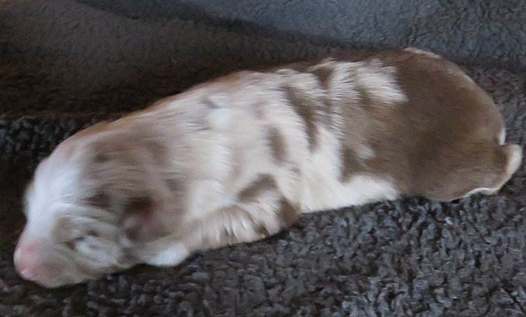 JESSICA-RMF JESSICA-RMF