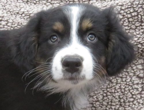 JACE- STANDARD BLACK TRI MALE