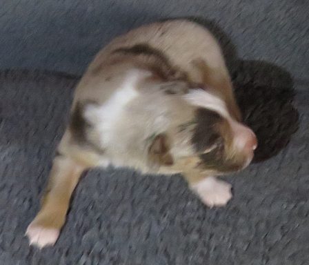 BUTTERCUP-RESERVED BUTTERCUP-RMF