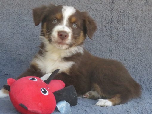 DEUCE- STANDARD RED TRI MALE-AVAILABLE