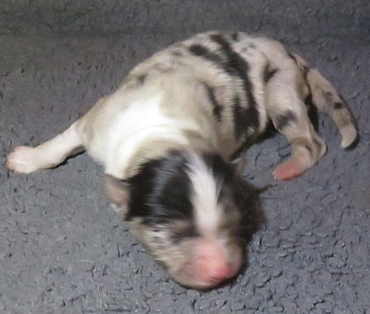 ISOBEL-BMF-W/TAIL ISOBEL-BMF-W/TAIL