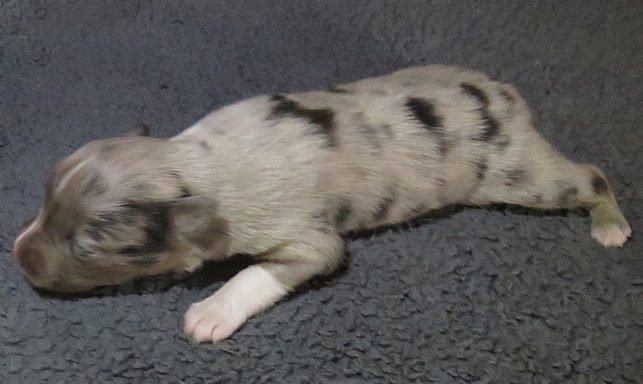 HONEYSUCKLE-BMF HONEYSUCKLE-BMF